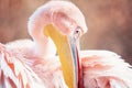 Great White Pelican Royalty Free Stock Photo