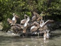 Great White Pelican, Pelecanus onocrotalus, waving its wings in the morning sun Royalty Free Stock Photo