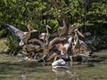 Great White Pelican, Pelecanus onocrotalus, waving its wings in the morning sun Royalty Free Stock Photo