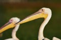 Great white pelican portrait