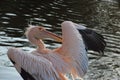 A great white pelican preening next to a lake Royalty Free Stock Photo