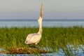 Great white pelican on reefs, danube delta, romania Royalty Free Stock Photo