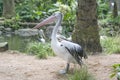 Great white pelican, rosy pelican or white pelican