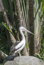 Great white pelican, rosy pelican or white pelican