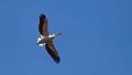 Great white pelican flying Royalty Free Stock Photo