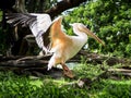 Great White Pelican Spreading Wings