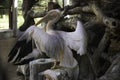 Great white pelican spreading wings in a zoo located in India