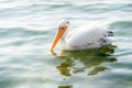 Great white pelican swimming on the Lake