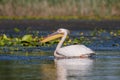 Great white pelican swims on the surface