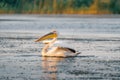 The Great White Pelican take off on a summer morning in the Danube Delta, Romania Royalty Free Stock Photo