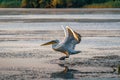 The Great White Pelican take off on a summer morning in the Danube Delta, Romania Royalty Free Stock Photo