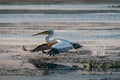 The Great White Pelican take off on a summer morning in the Danube Delta, Romania Royalty Free Stock Photo