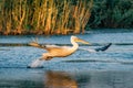 The Great White Pelican take off on a summer morning in the Danube Delta, Romania Royalty Free Stock Photo