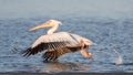 Great white pelican taking flight, Walvis bay, Namibia Royalty Free Stock Photo