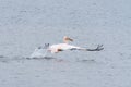 Great white pelican taking off from the lagoon in Walvis Bay Royalty Free Stock Photo