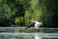 Great white pelican taking off Royalty Free Stock Photo