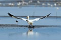 Great White Pelican Taking OFF Royalty Free Stock Photo