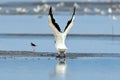 Great White Pelican Taking OFF Royalty Free Stock Photo