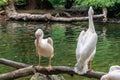 Great white pelican - water birds standing on a log on the bank of a river Royalty Free Stock Photo