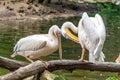 Great white pelican - water birds standing on a log on the bank of a river Royalty Free Stock Photo