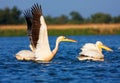 Great White Pelicans