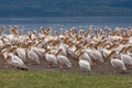 Great white pelicans