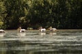 Great white pelicans