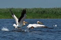 Great white pelicans in the Danube Delta