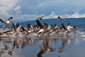 Great white pelicans flight Royalty Free Stock Photo