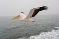 Great White Pelicans in flight Royalty Free Stock Photo