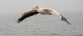 Great White Pelicans in flight Royalty Free Stock Photo