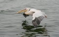 Great White Pelicans in flight Royalty Free Stock Photo