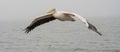 Great White Pelicans in flight Royalty Free Stock Photo