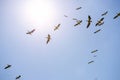 Great white pelicans flying Royalty Free Stock Photo