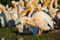 Great white pelicans