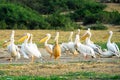 Great White pelicans, Kazinga Channel (Uganda)