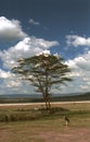 Great white pelicans, Lake Nakuru National Park, Kenya Royalty Free Stock Photo