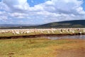 Great white pelicans, Lake Nakuru National Park, Kenya Royalty Free Stock Photo