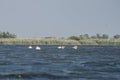 Great White Pelicans pelecanus onocrotalus flying over the Dan