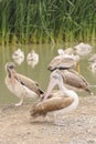 Great White Pelicans (Pelecanus onocrotalus).