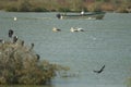 Great white pelicans and rangers of the national park on a boat.