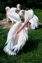 Pelicans. Group of pelicans.