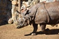 Great white Rhino Royalty Free Stock Photo