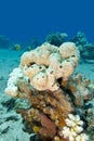 Great white sea sponge in tropical sea, underwater Royalty Free Stock Photo