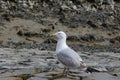 A big seagull closeup at the sea wall in summer