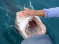 Great White Shark