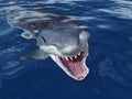 Great White Shark Attack