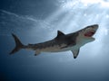 Great White Shark Attack Royalty Free Stock Photo