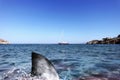 Great White Shark Attack, Fin and Blood