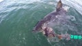 Great white shark attempts to eat tuna bait South Africa